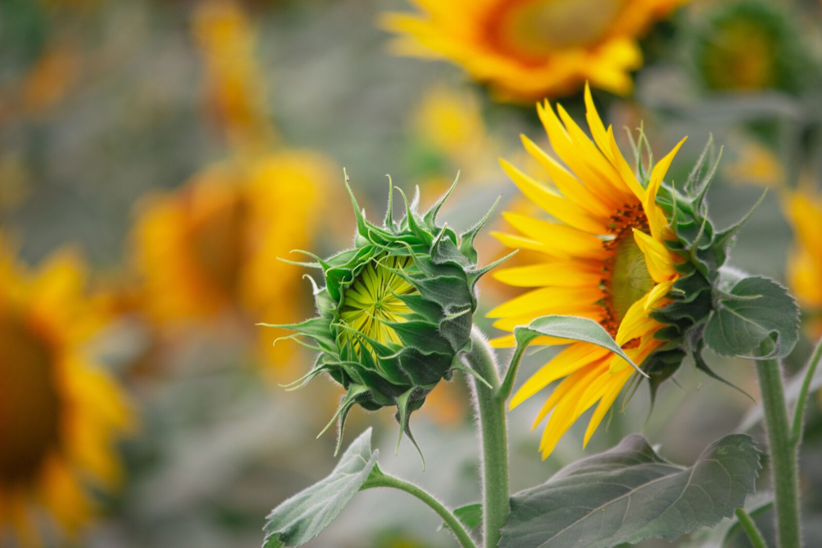 Canon EOS 700D (EOS Rebel T5i / EOS Kiss X7i) sample photo. Sun flower, flowers, yellow photography