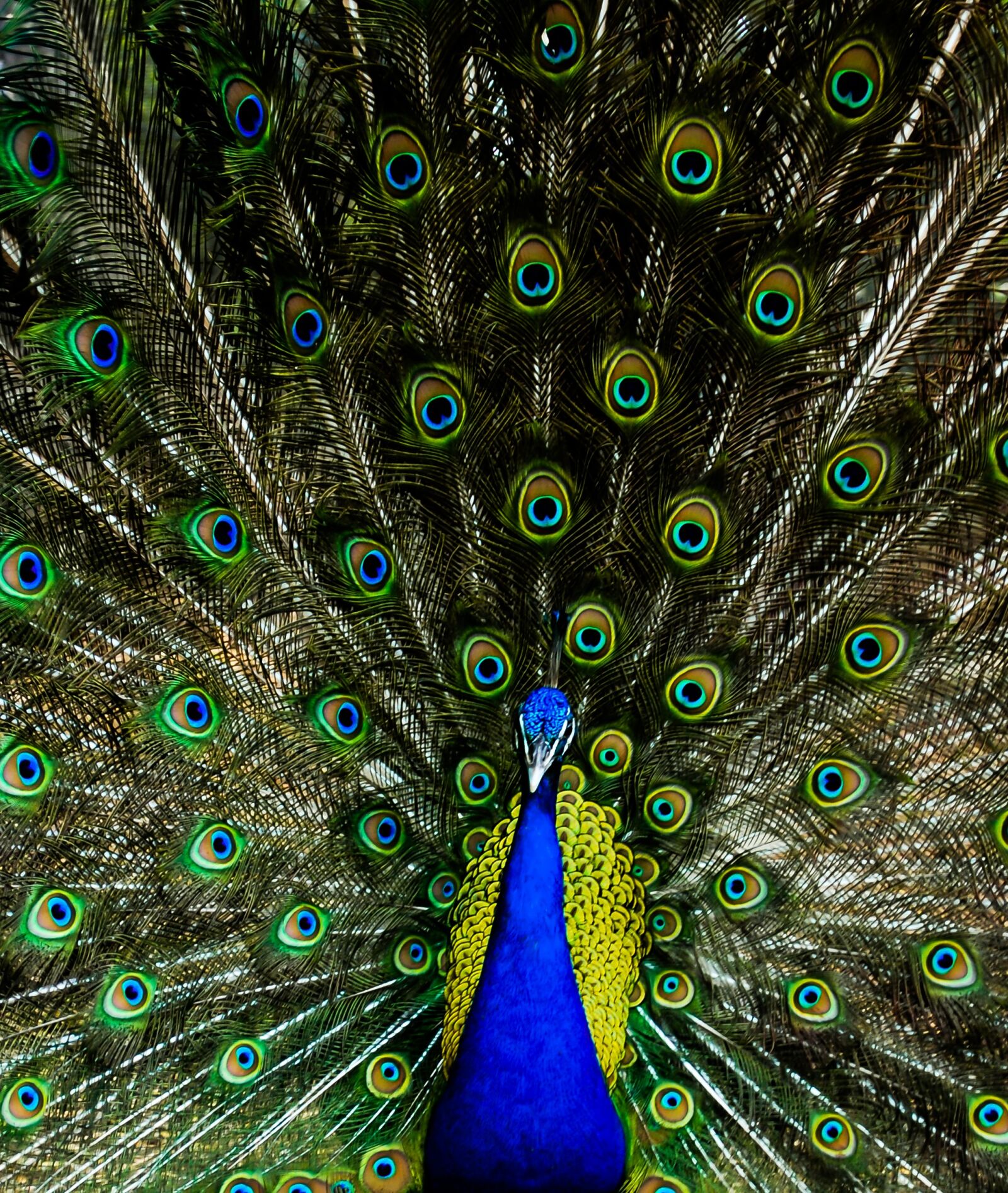 Nikon D60 sample photo. Peacock, colors, colour photography