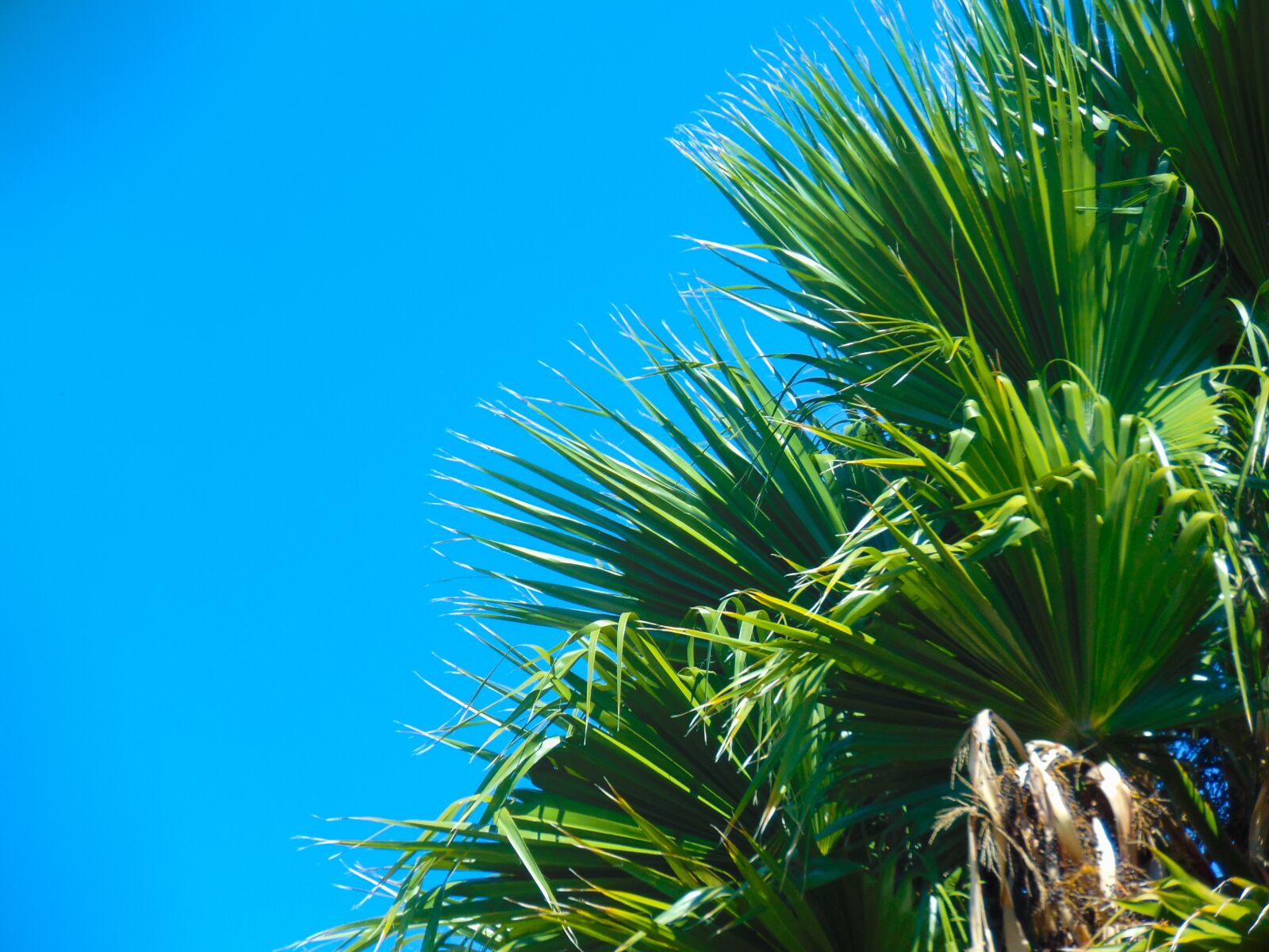 Sony Cyber-shot DSC-H300 sample photo. Palma, plant, palm tree photography