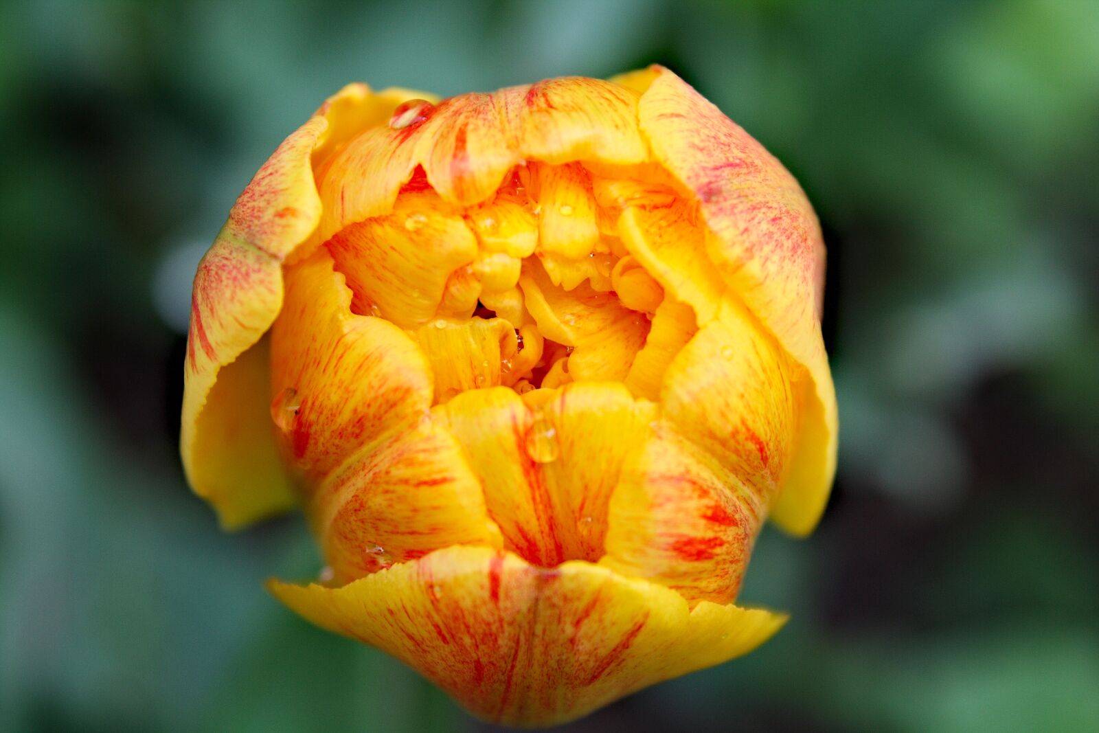 Canon EOS 1000D (EOS Digital Rebel XS / EOS Kiss F) sample photo. Colour, beautiful flowers, spring photography