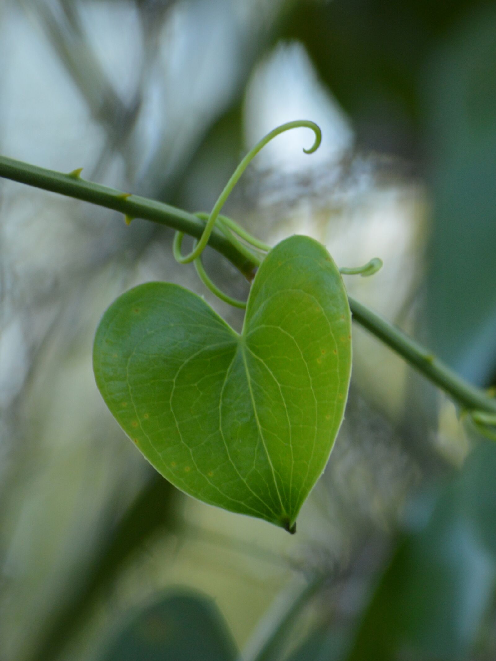 Nikon D3200 sample photo. Leaf, plant, shape photography