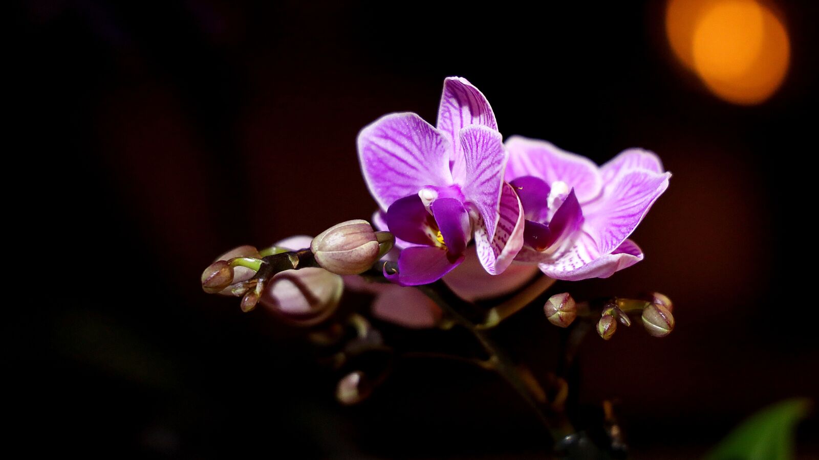 Canon RF 24-105mm F4L IS USM sample photo. Orchid, flowers, close up photography