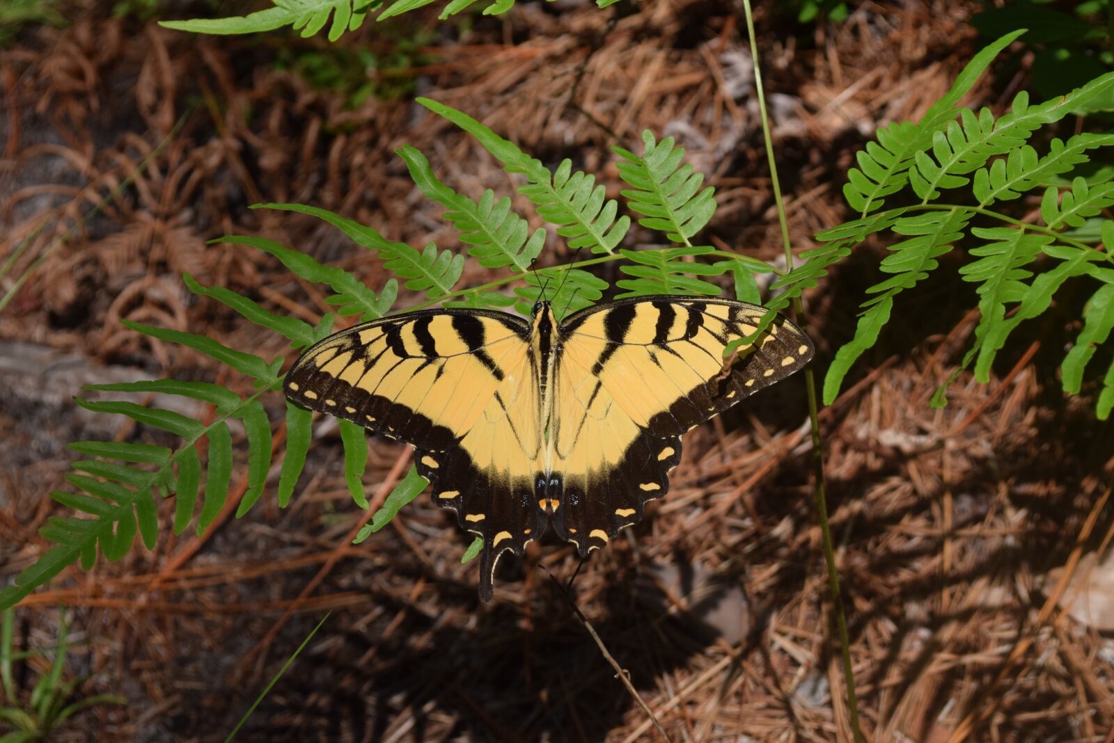 Nikon D5300 sample photo. Butterfly, nature, insect photography