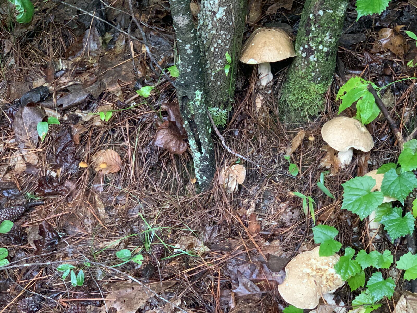 iPhone XS Max back dual camera 6mm f/2.4 sample photo. Forest, mushrooms, nature photography