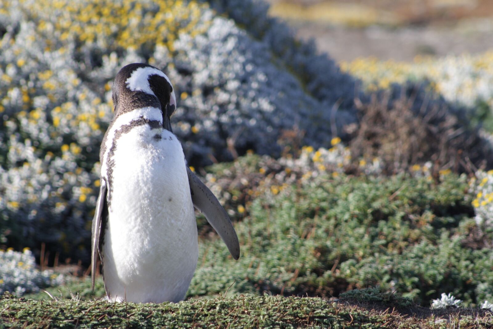 Canon EOS 1000D (EOS Digital Rebel XS / EOS Kiss F) sample photo. Penguin, south, patagonia photography