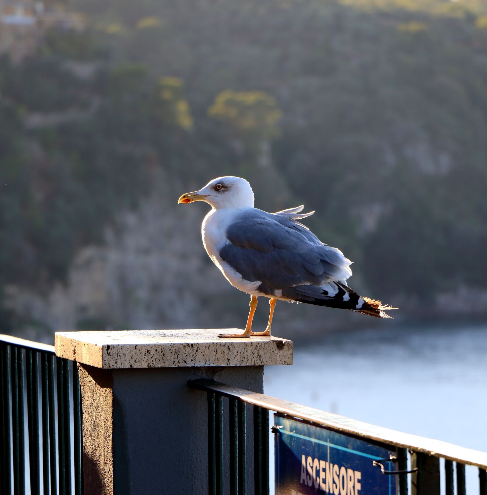 Canon EOS 7D Mark II sample photo. Seagull, solitary, sorrento photography