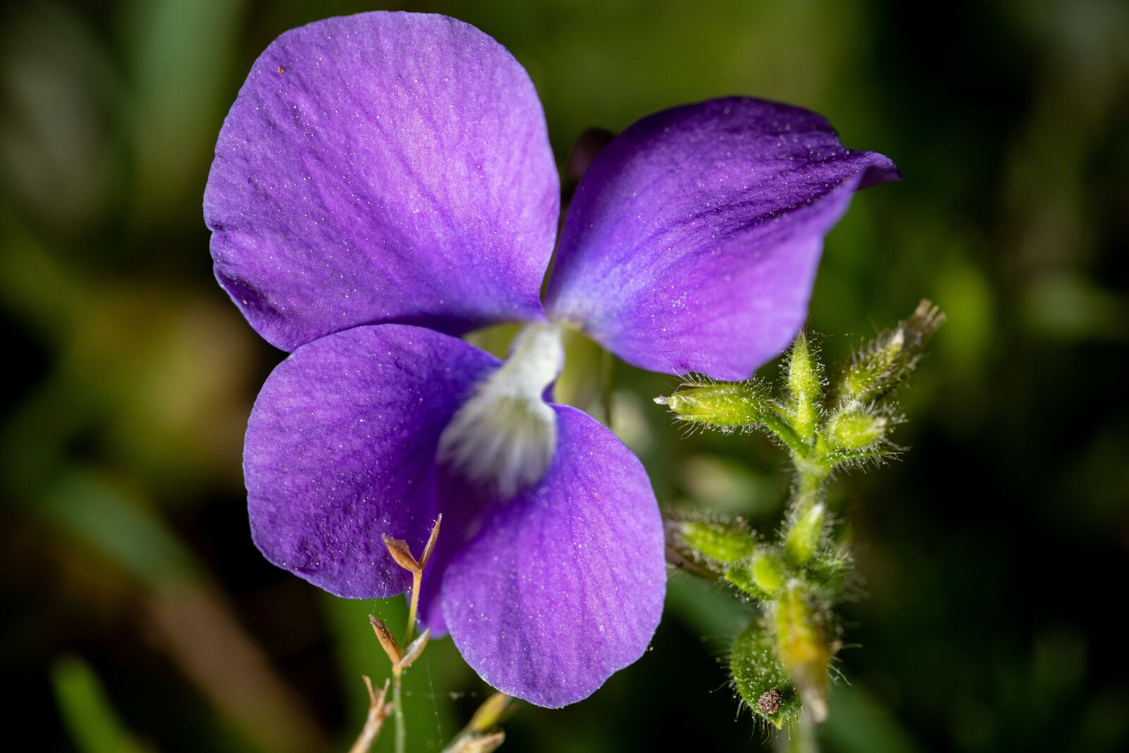 Canon EOS 5D Mark IV + Canon EF 100mm F2.8L Macro IS USM sample photo. Wild violet weed, macro photography