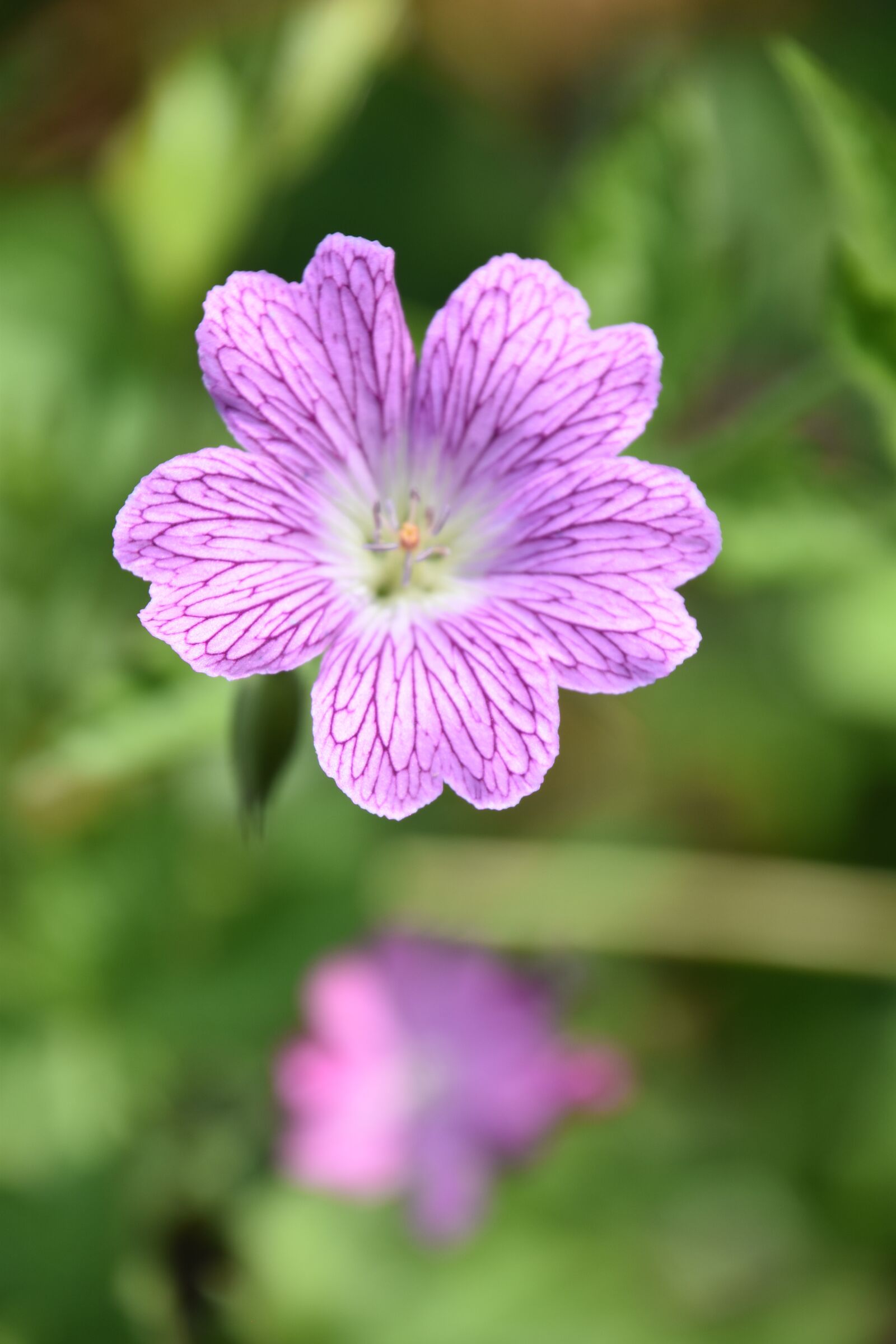 Nikon D5600 sample photo. Flower, plant, petals photography