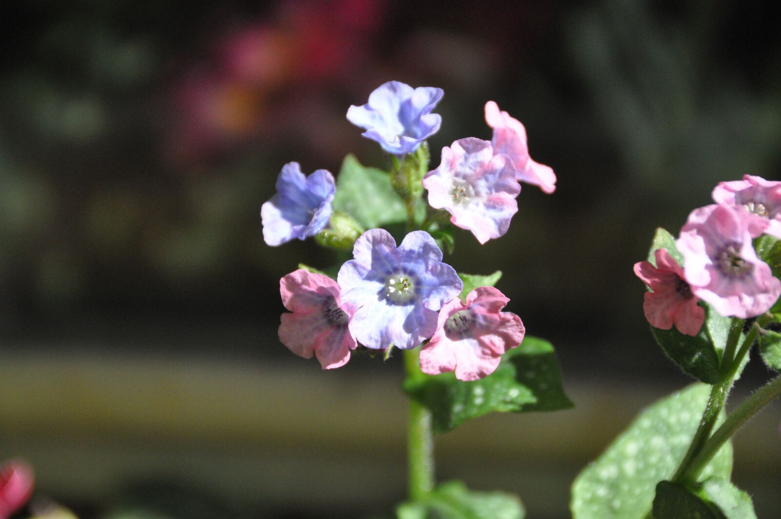 Nikon D90 sample photo. Flower, spring, nature photography