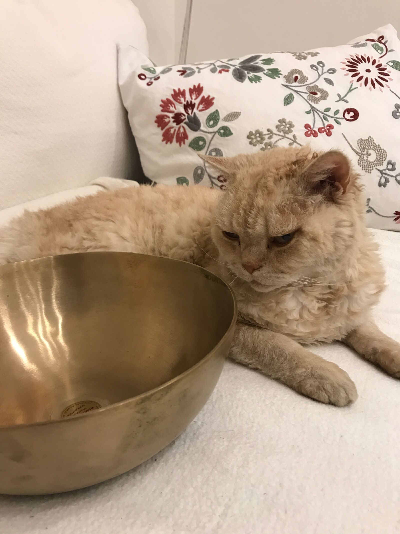 iPhone 7 back camera 3.99mm f/1.8 sample photo. Cat, singing bowl, sofa photography
