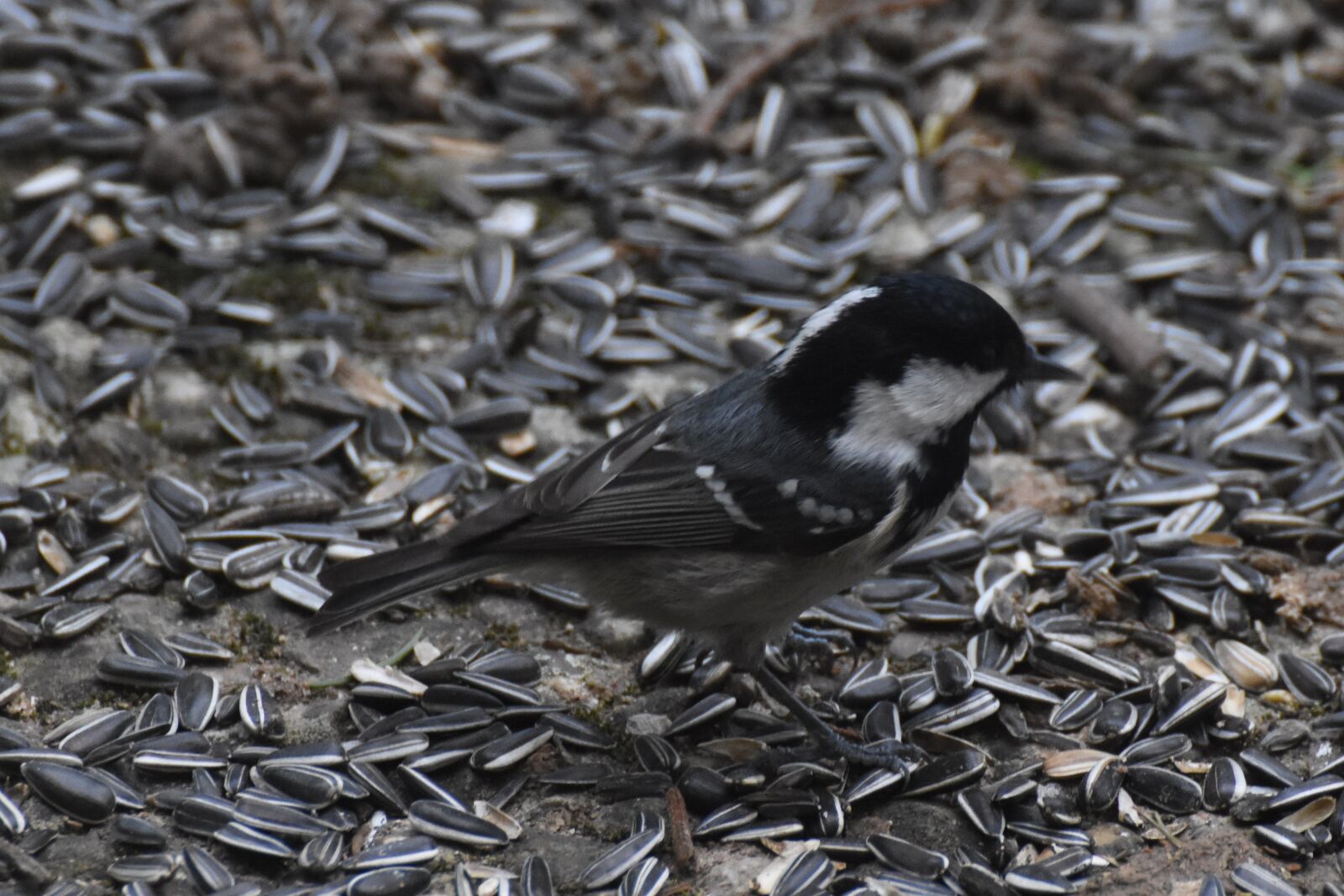 Nikon D7200 sample photo. Coal tit, bird, nature photography