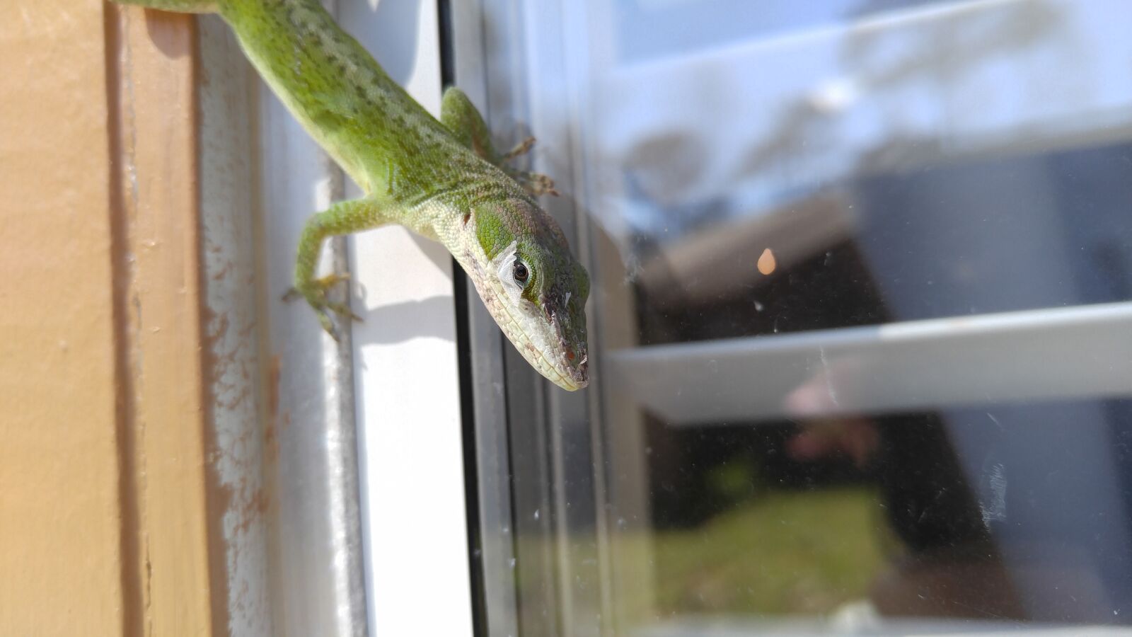LG V10 sample photo. Lizard, reptile, animal photography