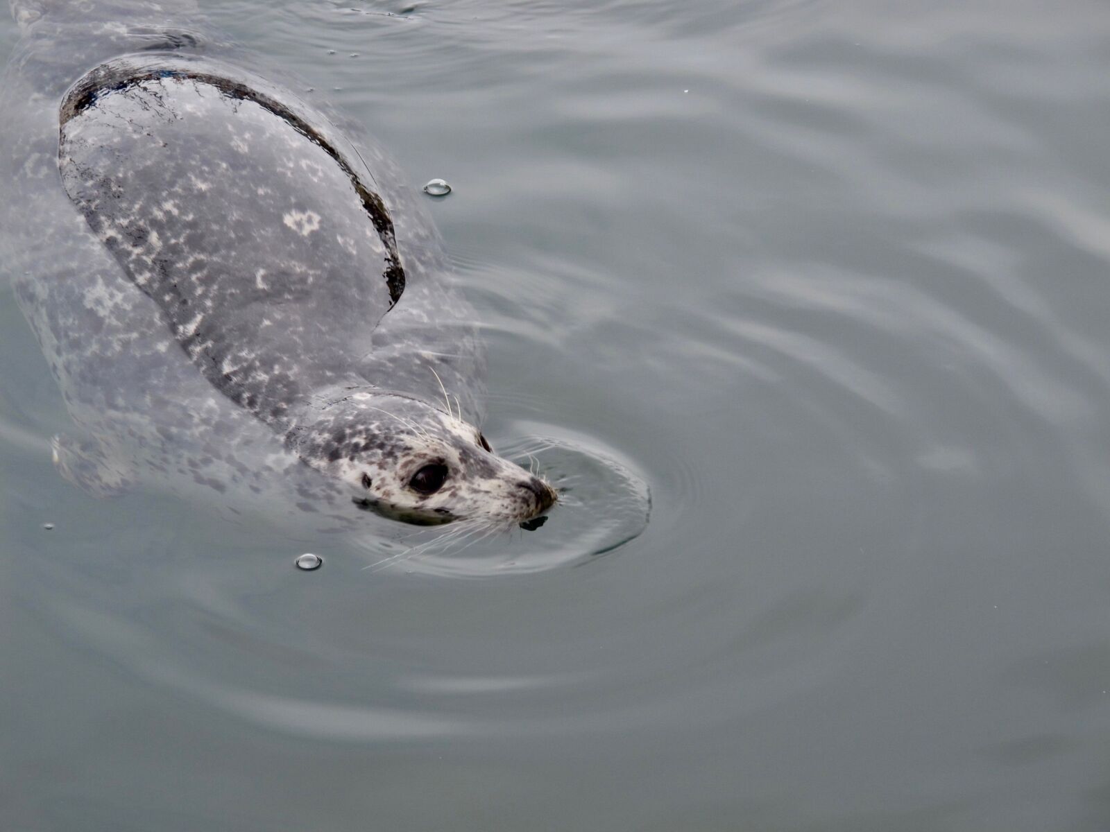Canon PowerShot G11 sample photo. Seal, water, mammal photography