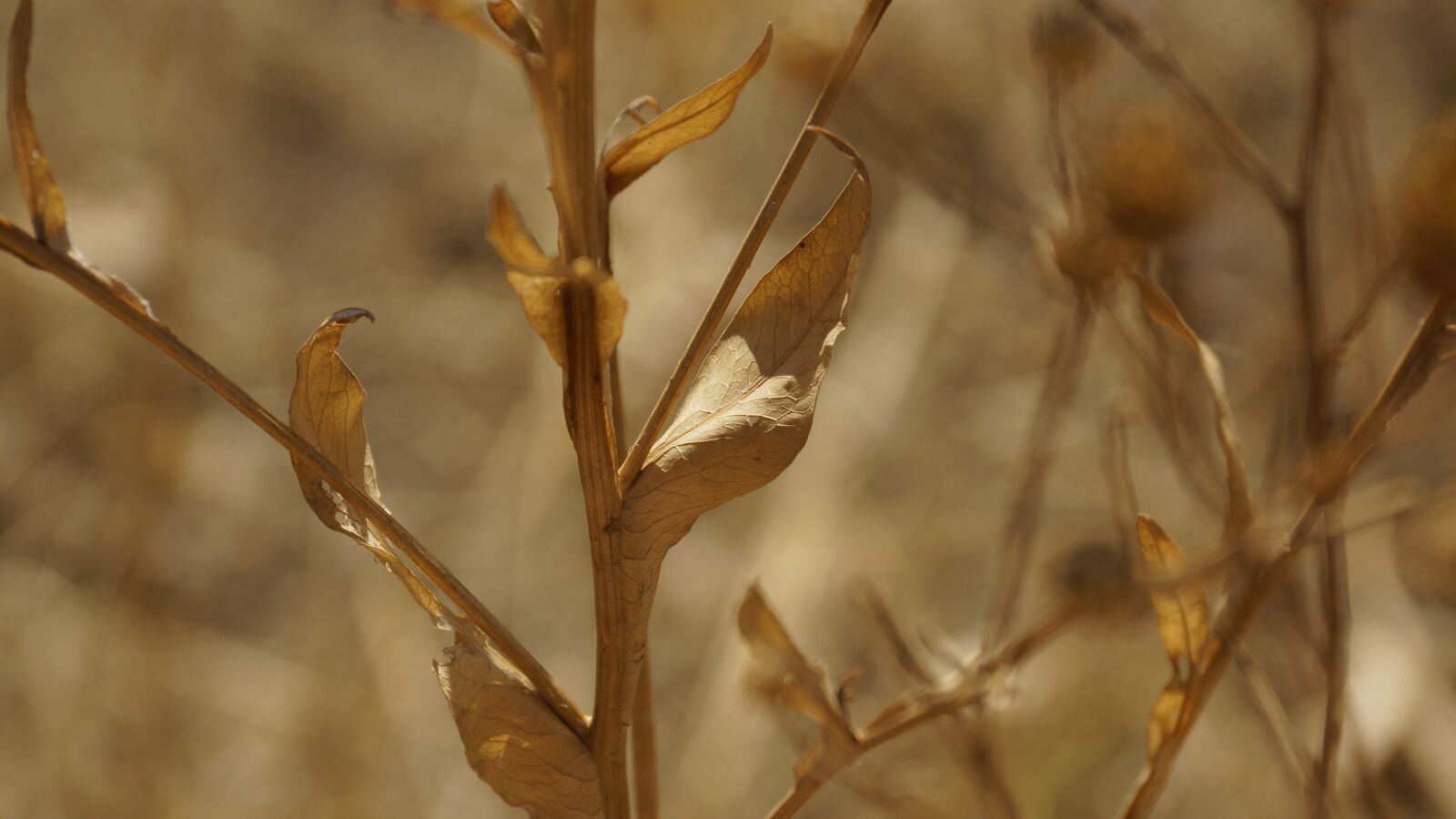 Sony DT 18-135mm F3.5-5.6 SAM sample photo. Leaf, leaves, dry photography