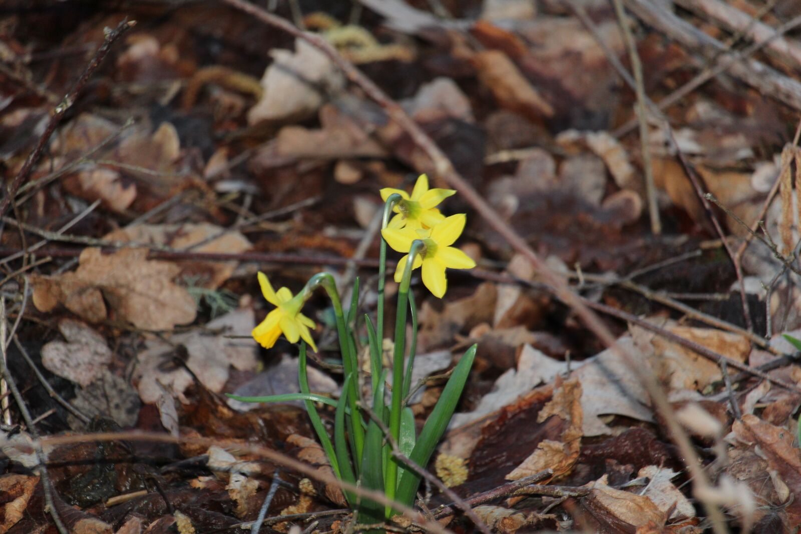 Canon EF-S 55-250mm F4-5.6 IS STM sample photo. Flower, yellow, nature photography