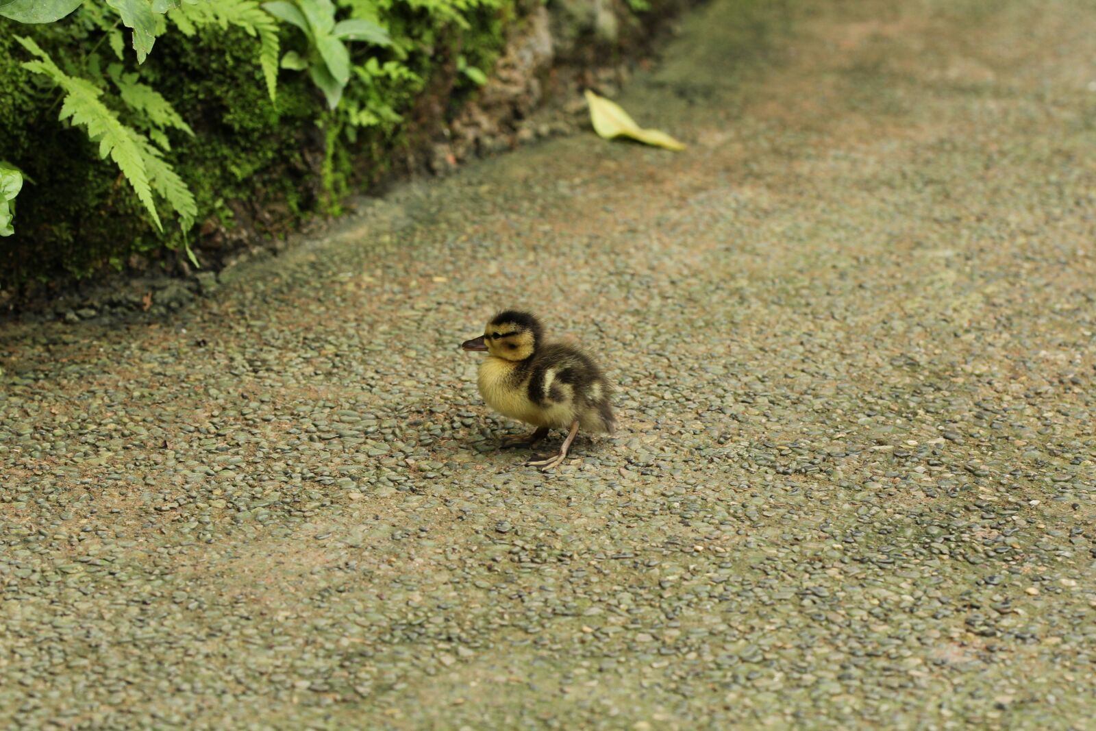 Canon EOS 1200D (EOS Rebel T5 / EOS Kiss X70 / EOS Hi) sample photo. Ducklings, papilliorama, away photography