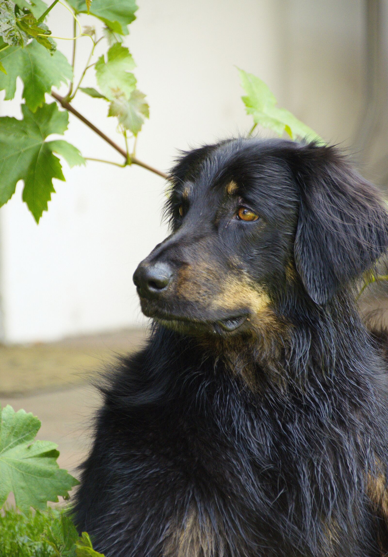 Nikon D5100 sample photo. Hovawart, dog, black photography