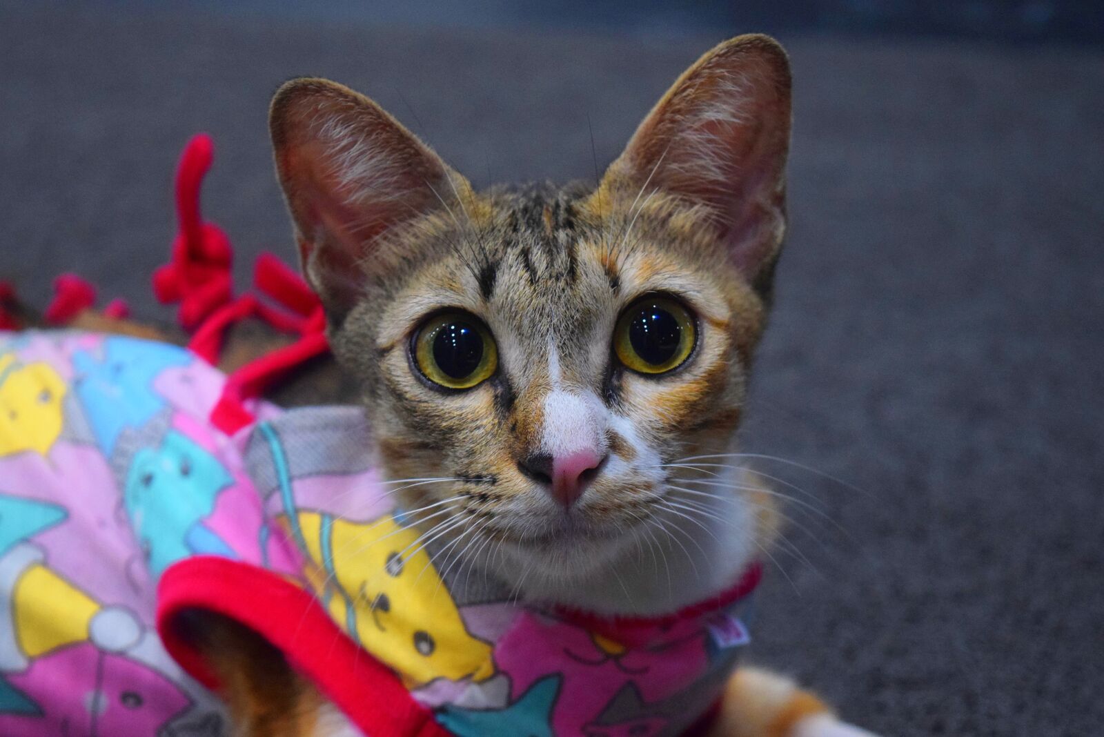 Nikon D5300 sample photo
