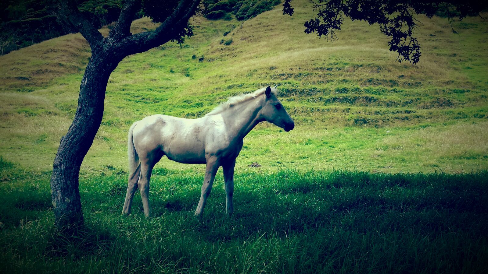 Samsung Galaxy S5 sample photo. Green, grey, hills, horse photography