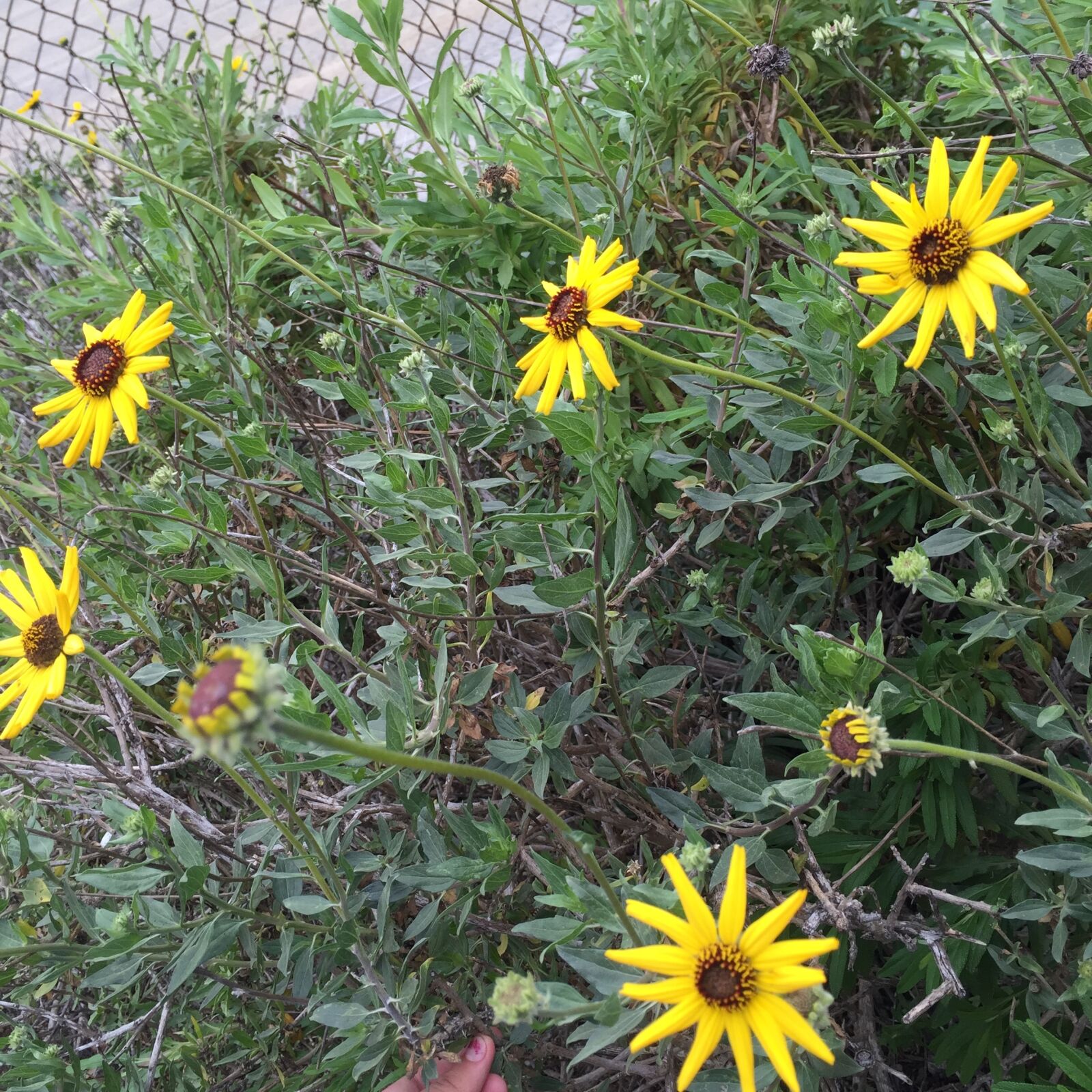 Apple iPhone 6 sample photo. Art, exploring photography