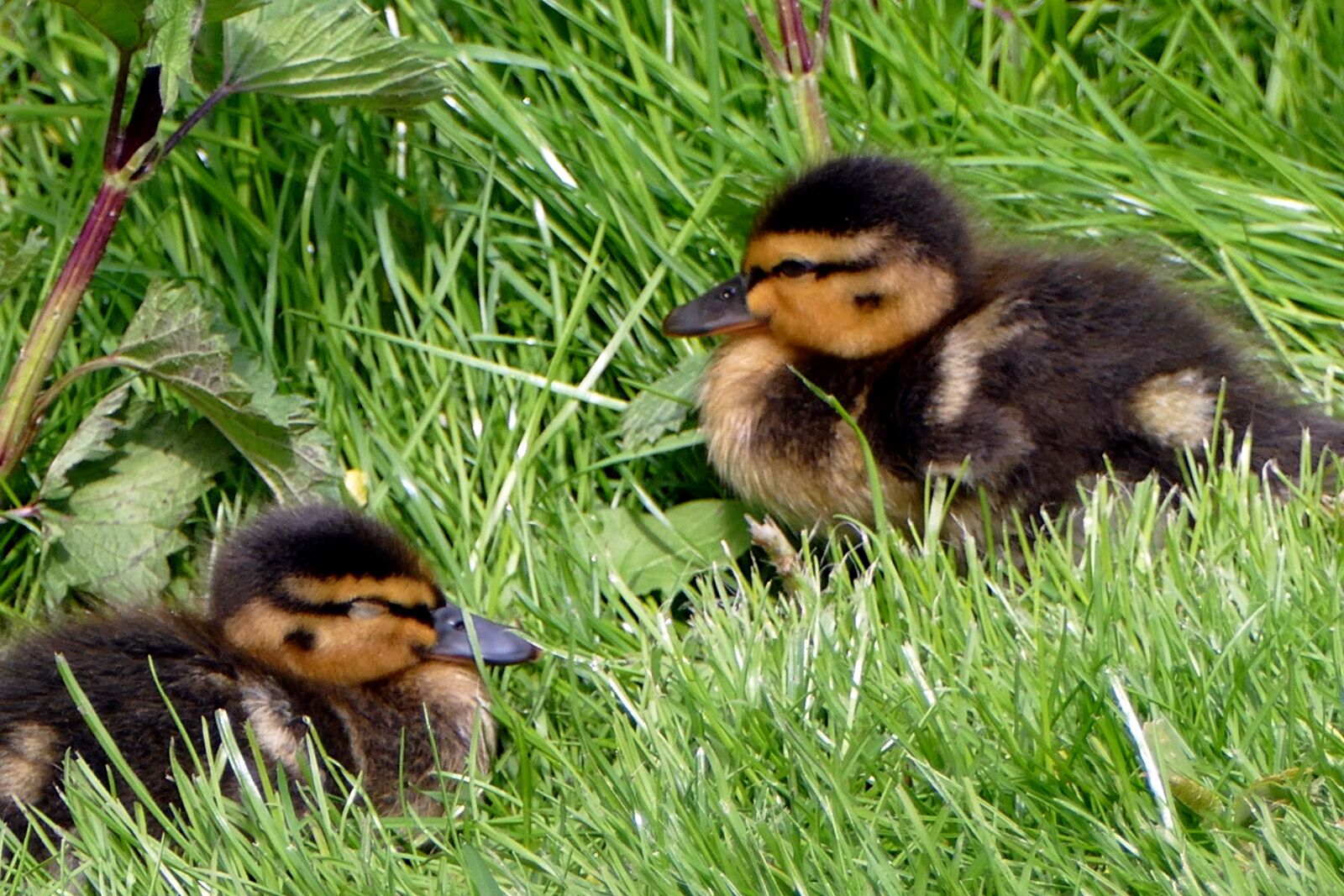 Panasonic Lumix DMC-FZ1000 sample photo. Chicks, ducks, cute photography