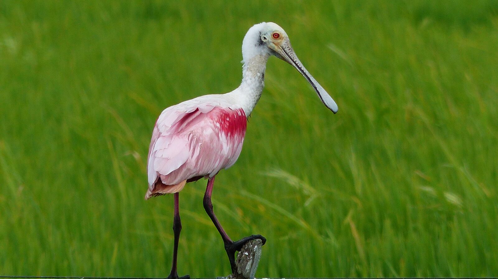 Panasonic Lumix DMC-FZ200 sample photo. Wildlife, birds, nature photography