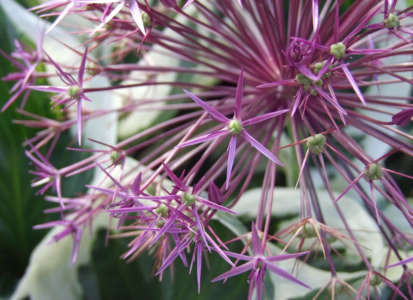 Fujifilm FinePix S100fs sample photo. Ornamental onion, blossom, bloom photography