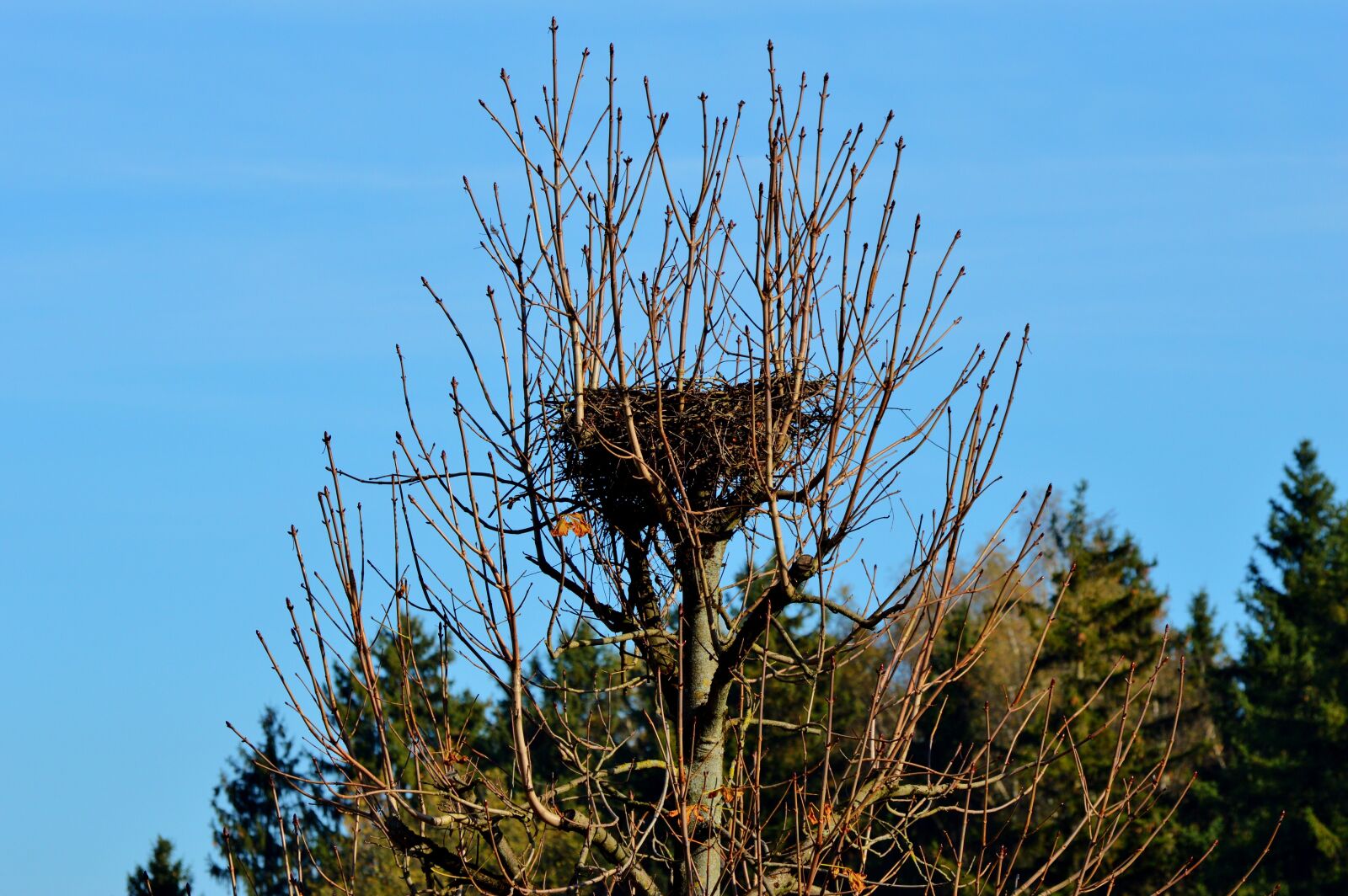 Nikon D3200 sample photo. Nest, storchennest, hatchery photography