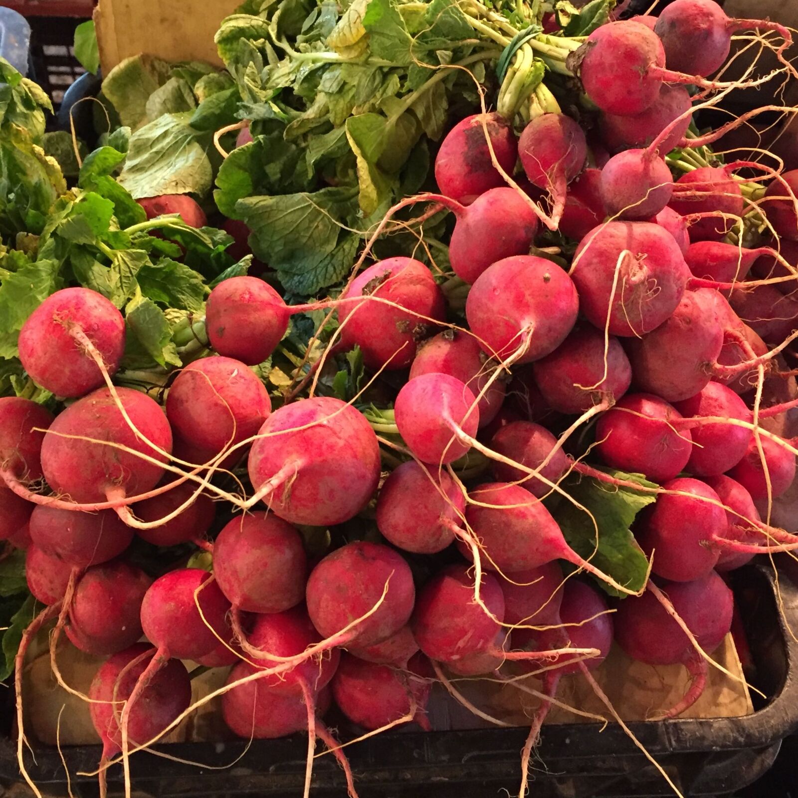 iPhone 6 back camera 4.15mm f/2.2 sample photo. Fresh, vegetable, raddish photography