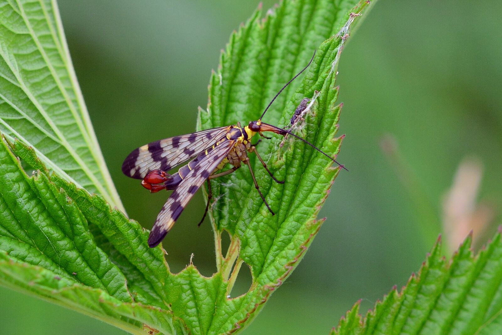 Nikon D5200 sample photo. Communis, insect, meadow photography