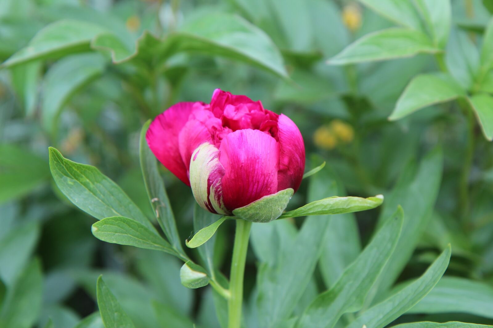 Canon EOS 600D (Rebel EOS T3i / EOS Kiss X5) sample photo. Peony, peony red, peony photography