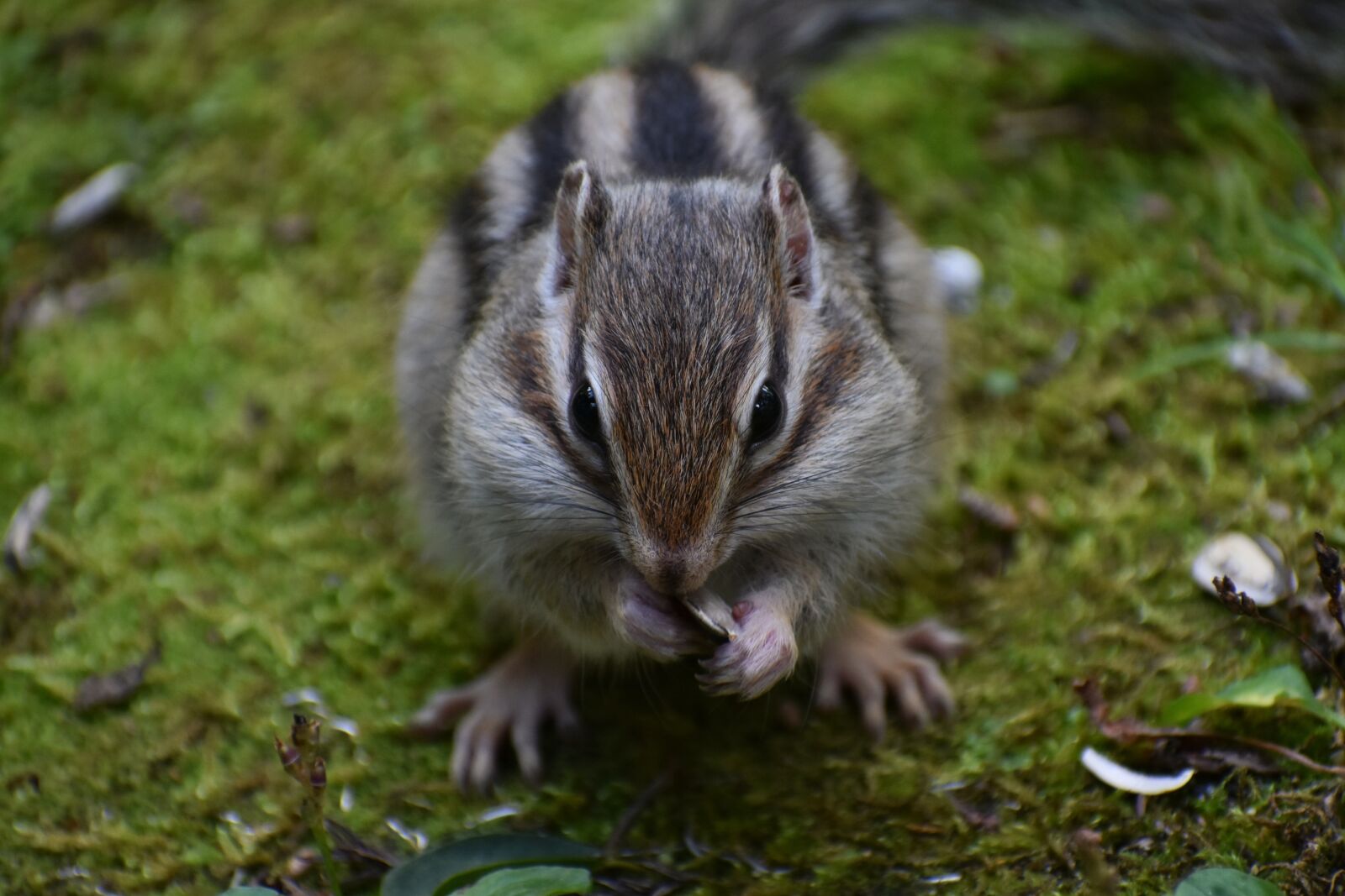 Nikon D7200 sample photo. Animal, squirrel, chipmunk photography
