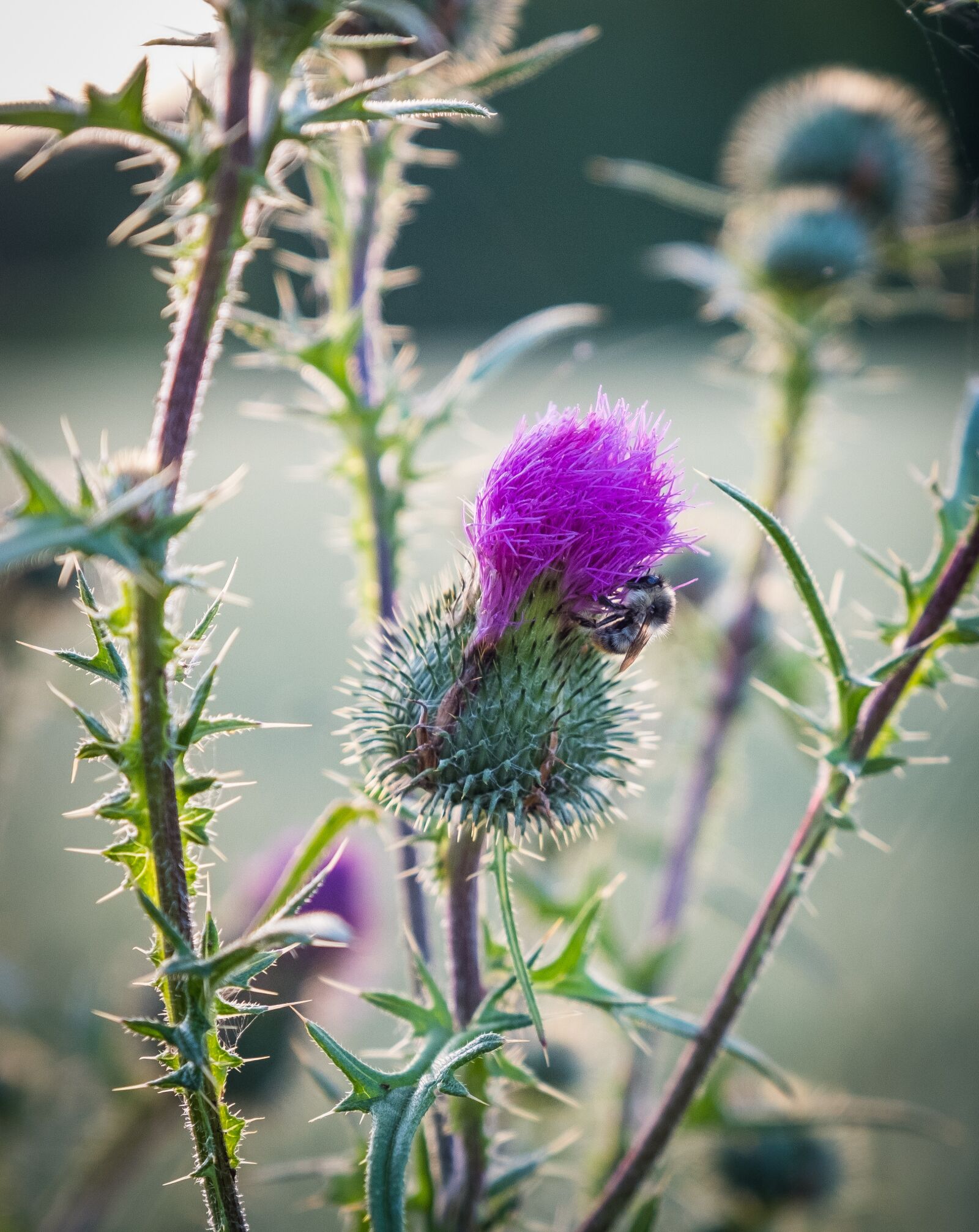 Fujifilm X-T2 sample photo. Thistle, bush, green photography