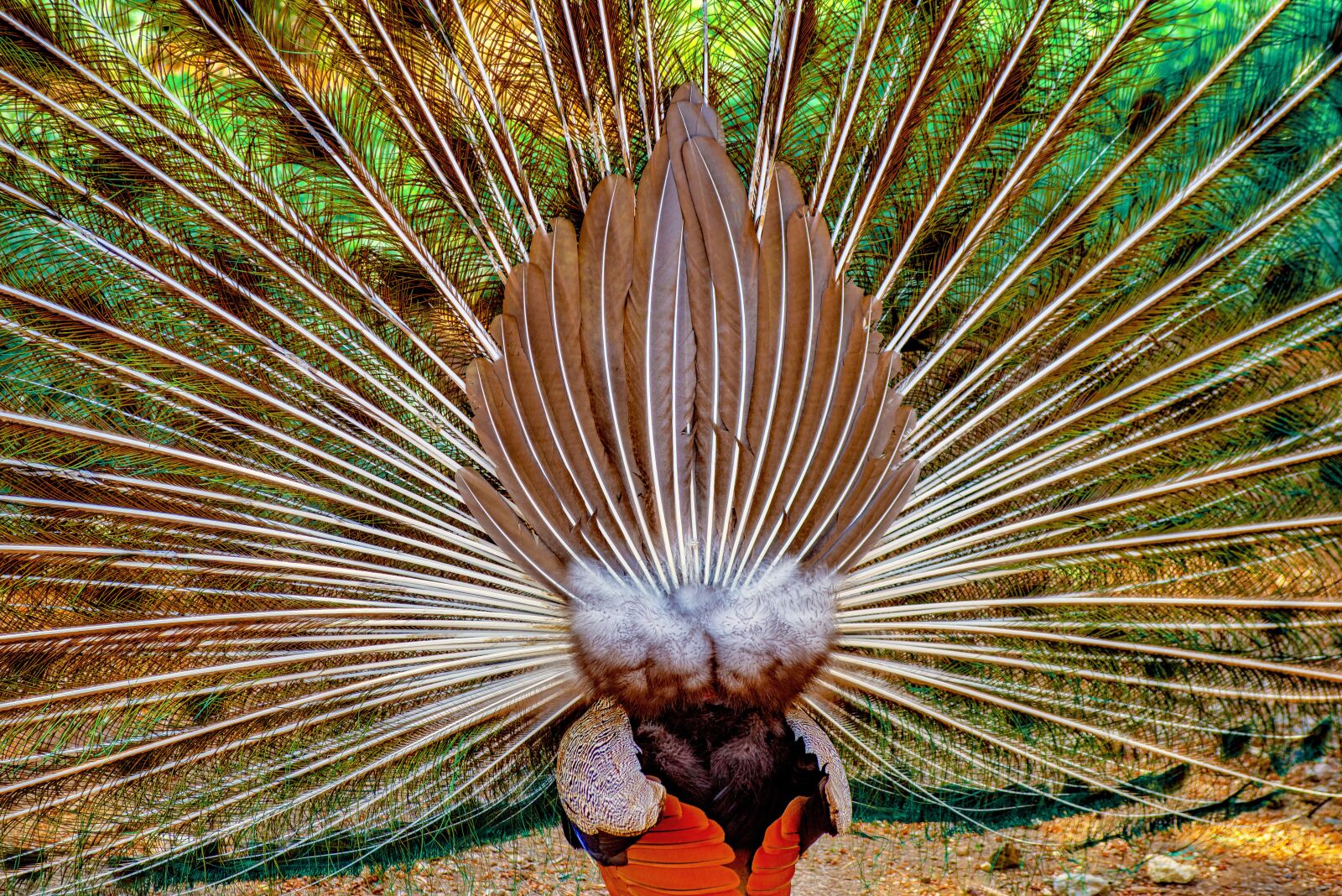 Pentax K-1 Mark II + Sigma sample photo. Peacock, bird, feather photography