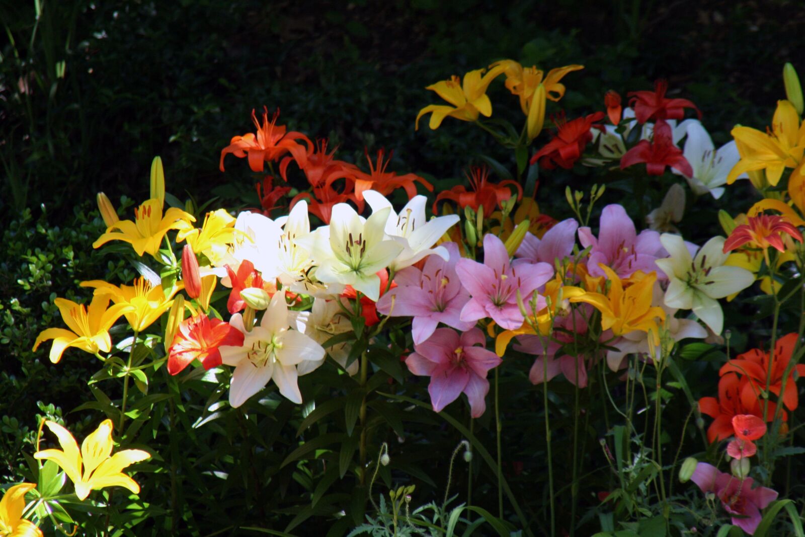 Canon EOS 350D (EOS Digital Rebel XT / EOS Kiss Digital N) sample photo. Summer flowers, summer, nature photography