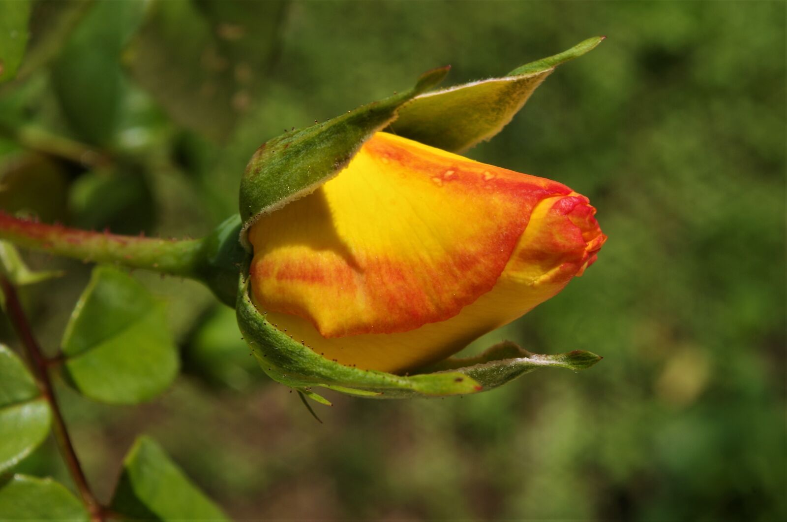 Pentax K-50 sample photo. Rosa, rose, rosebud photography