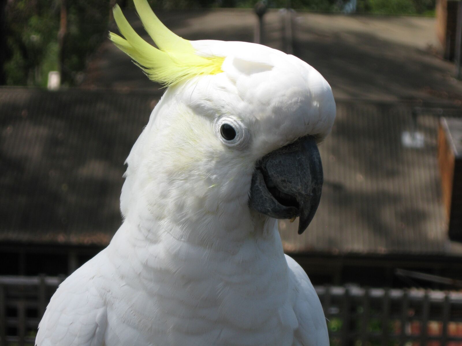 Canon POWERSHOT A570 IS sample photo. Cockatoo, australia, beak photography