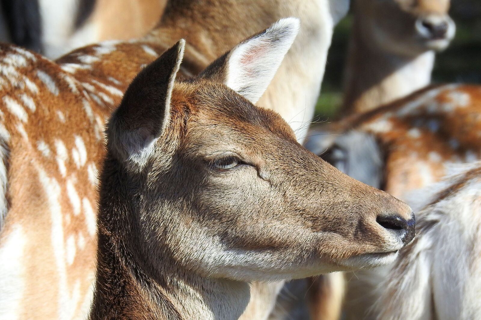 Nikon Coolpix P900 sample photo. Roe deer, fallow deer photography