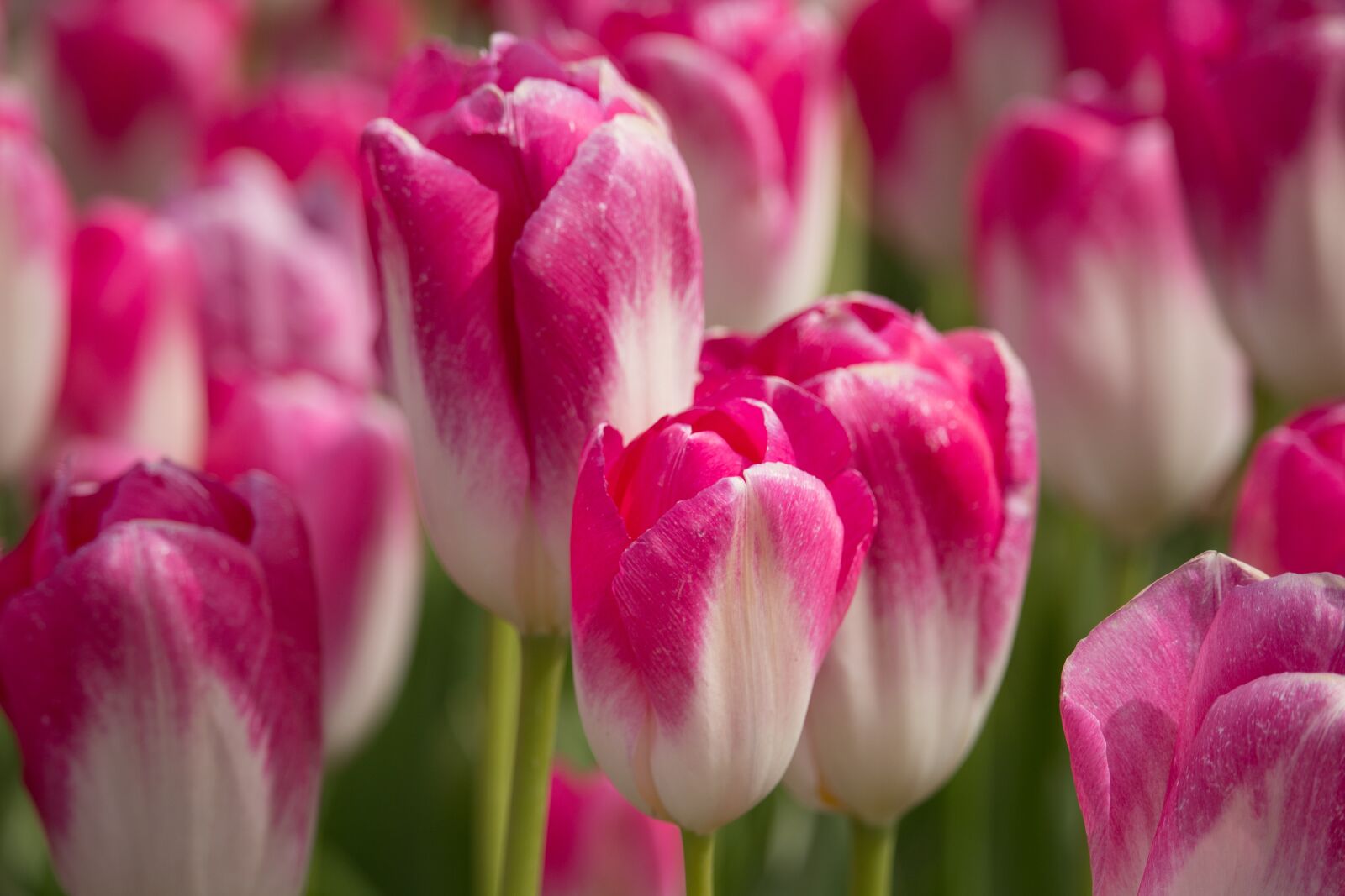 Canon EOS 100D (EOS Rebel SL1 / EOS Kiss X7) sample photo. Tulips, holland, tulip photography