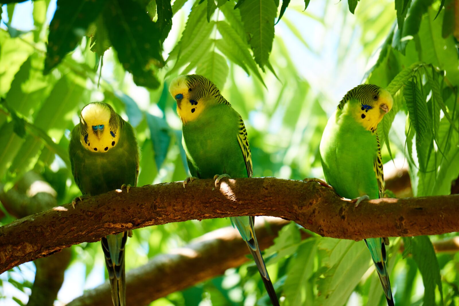 Sony a6000 sample photo. Budgie, animals, birds photography
