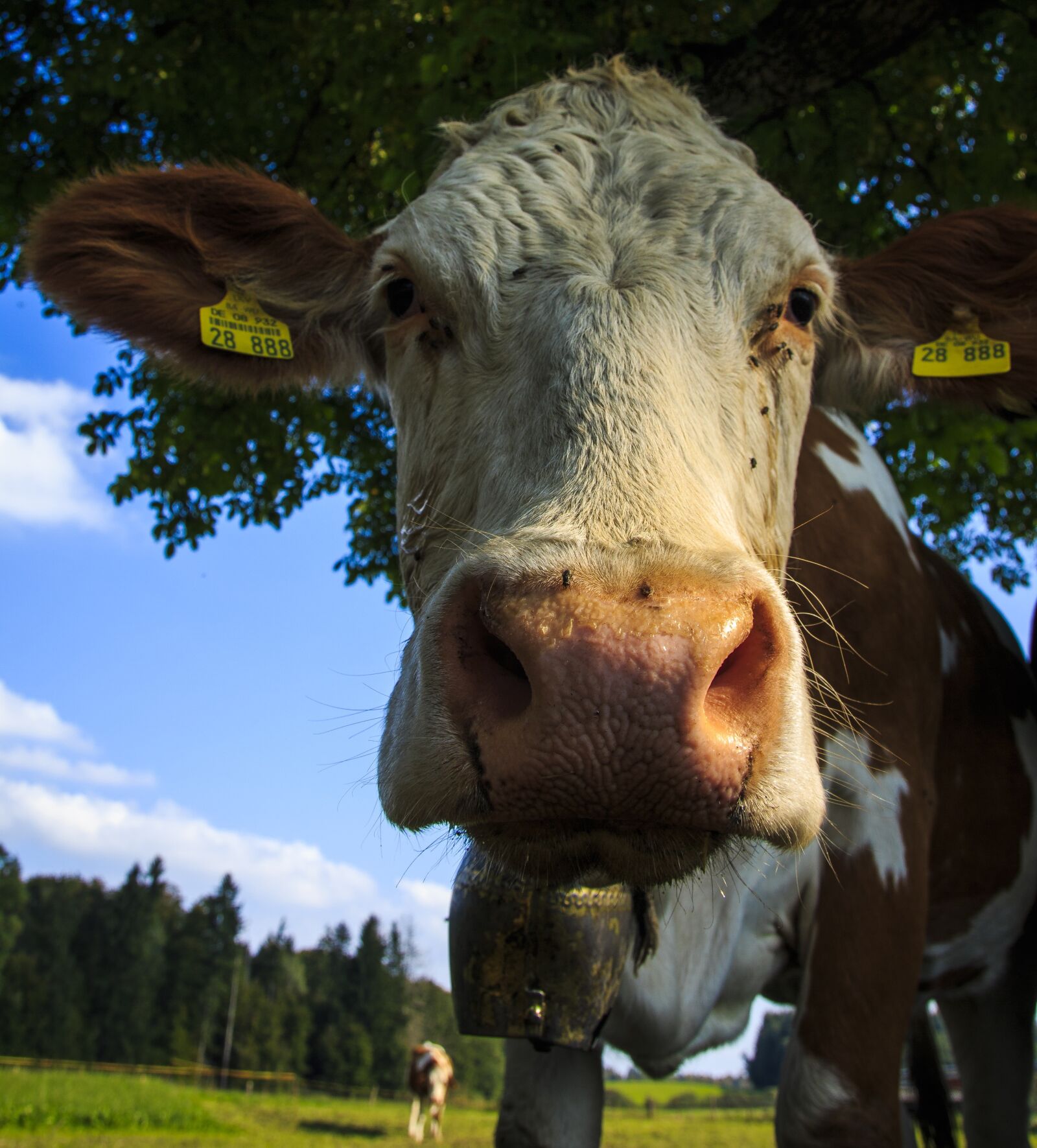 Canon EOS 650D (EOS Rebel T4i / EOS Kiss X6i) sample photo. Kuhportrait, pasture, dairy cattle photography
