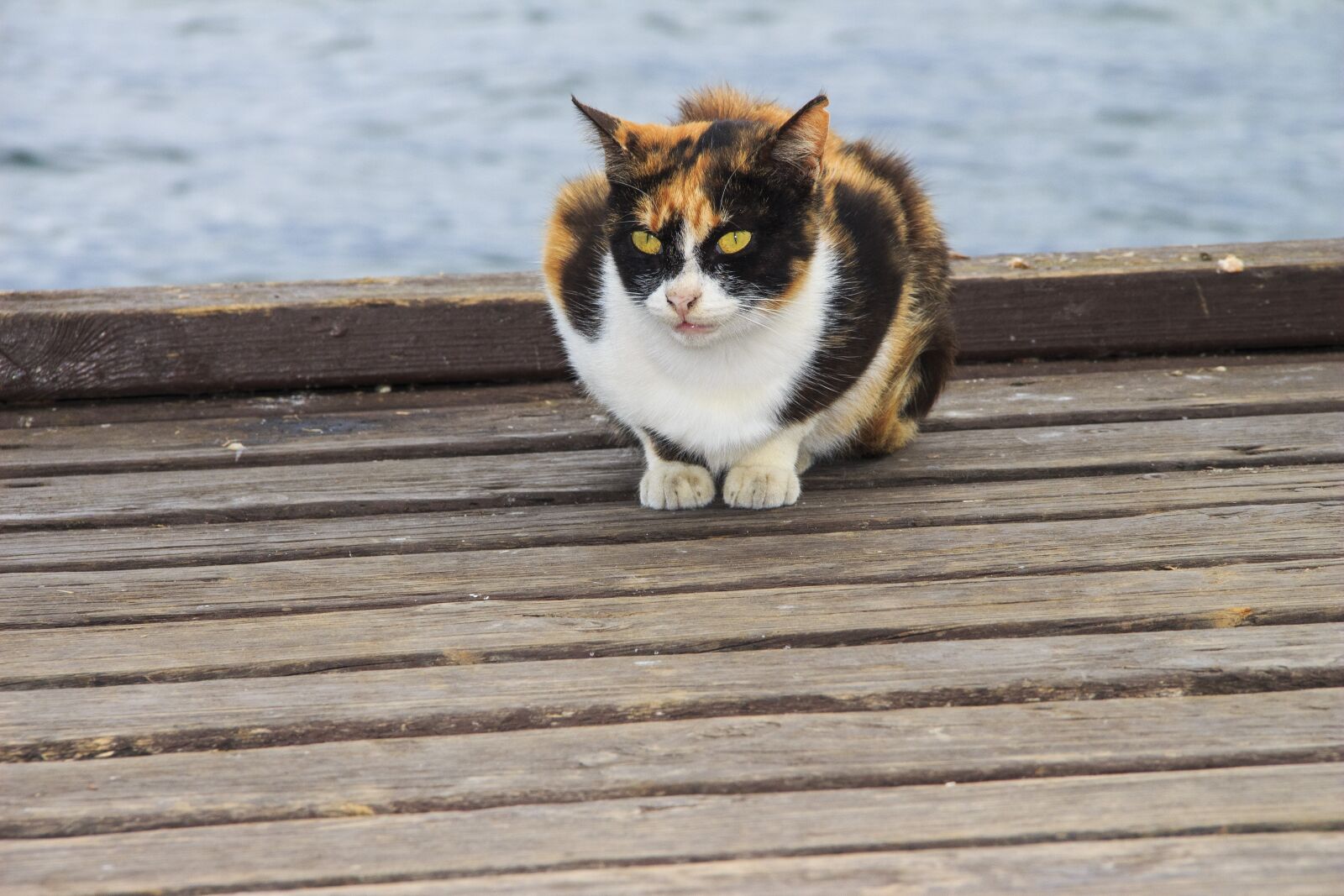Canon EOS 650D (EOS Rebel T4i / EOS Kiss X6i) sample photo. Tricolor, cat, animals photography