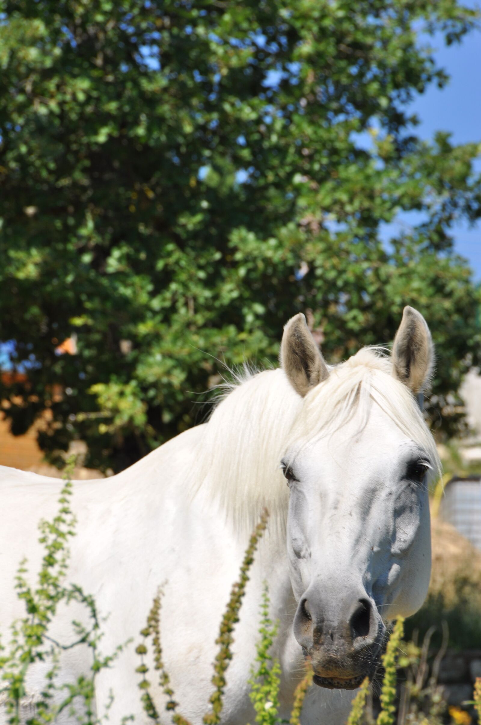 Nikon D90 sample photo. Horse, head, look photography