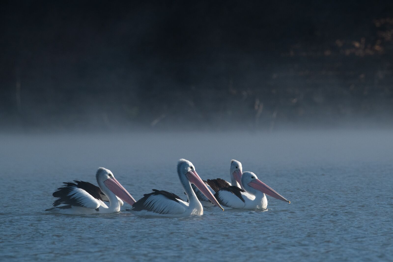 Nikon D850 sample photo. Australian pelican, australia, wild photography