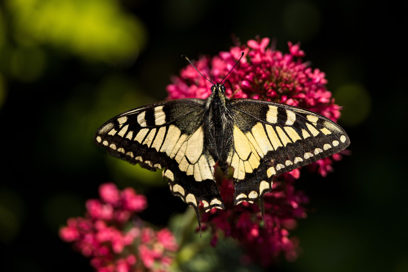 Canon EOS R sample photo. Butterfly, dovetail, nature photography