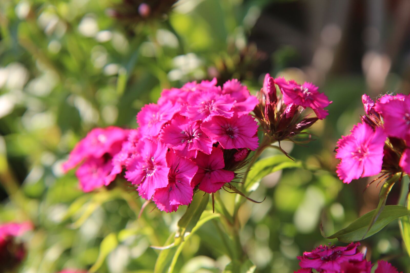 Canon EOS 600D (Rebel EOS T3i / EOS Kiss X5) sample photo. œillet, sweet william, flowering photography