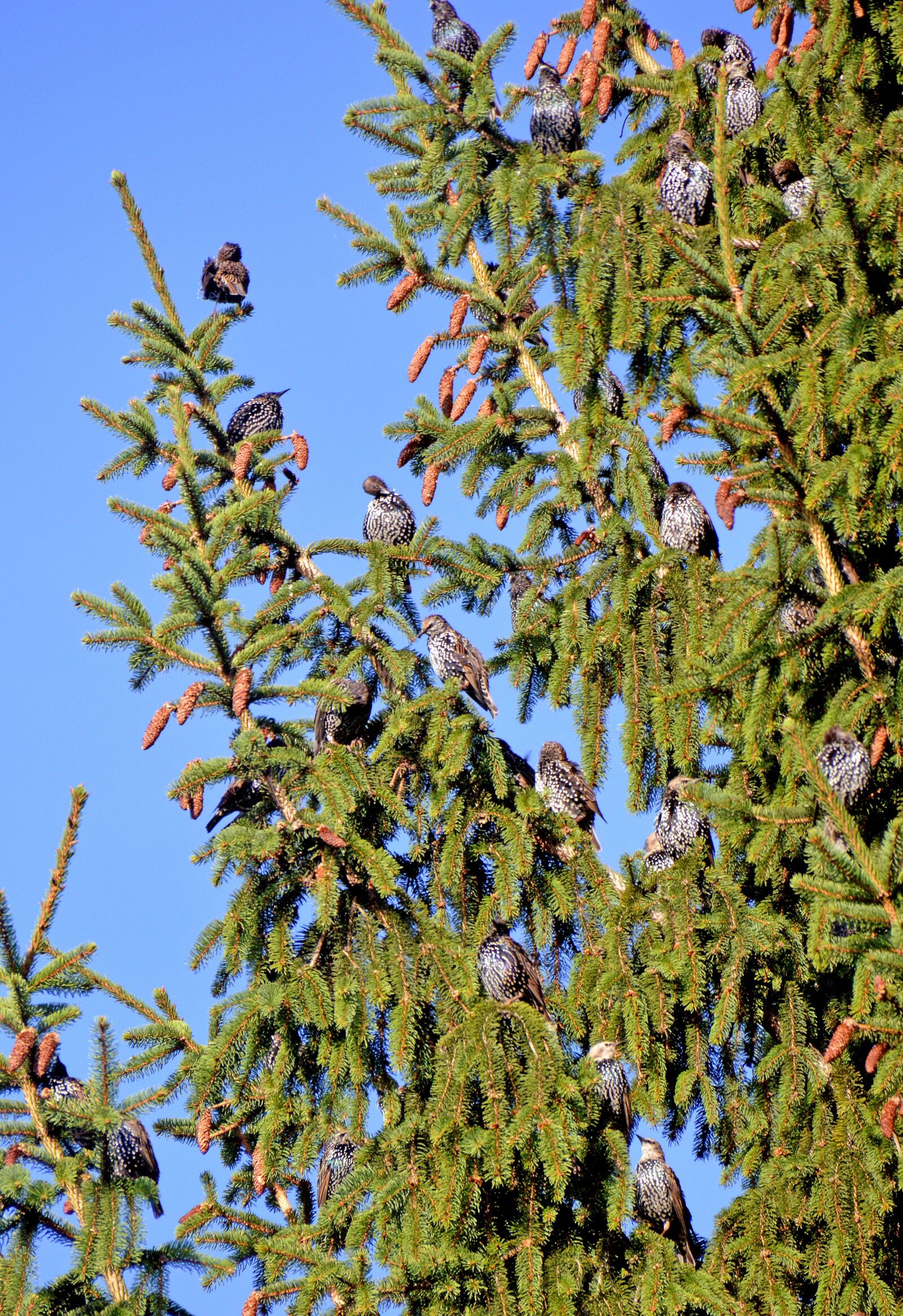 Nikon D3200 sample photo. Vogel, vögel, star photography
