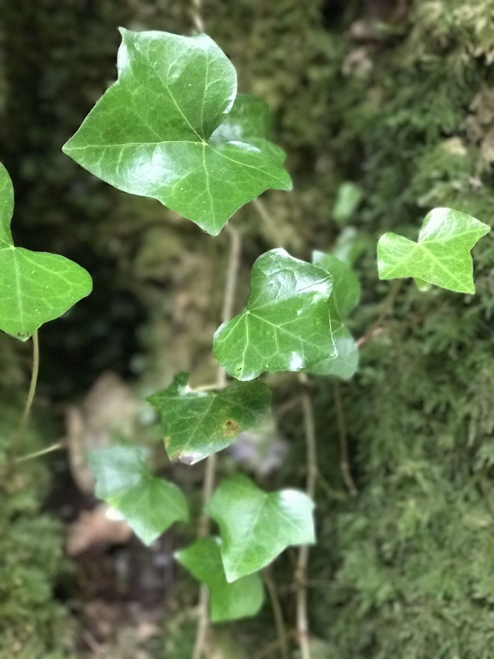 Apple iPhone 7 Plus sample photo. Nature, ivy, climber plant photography
