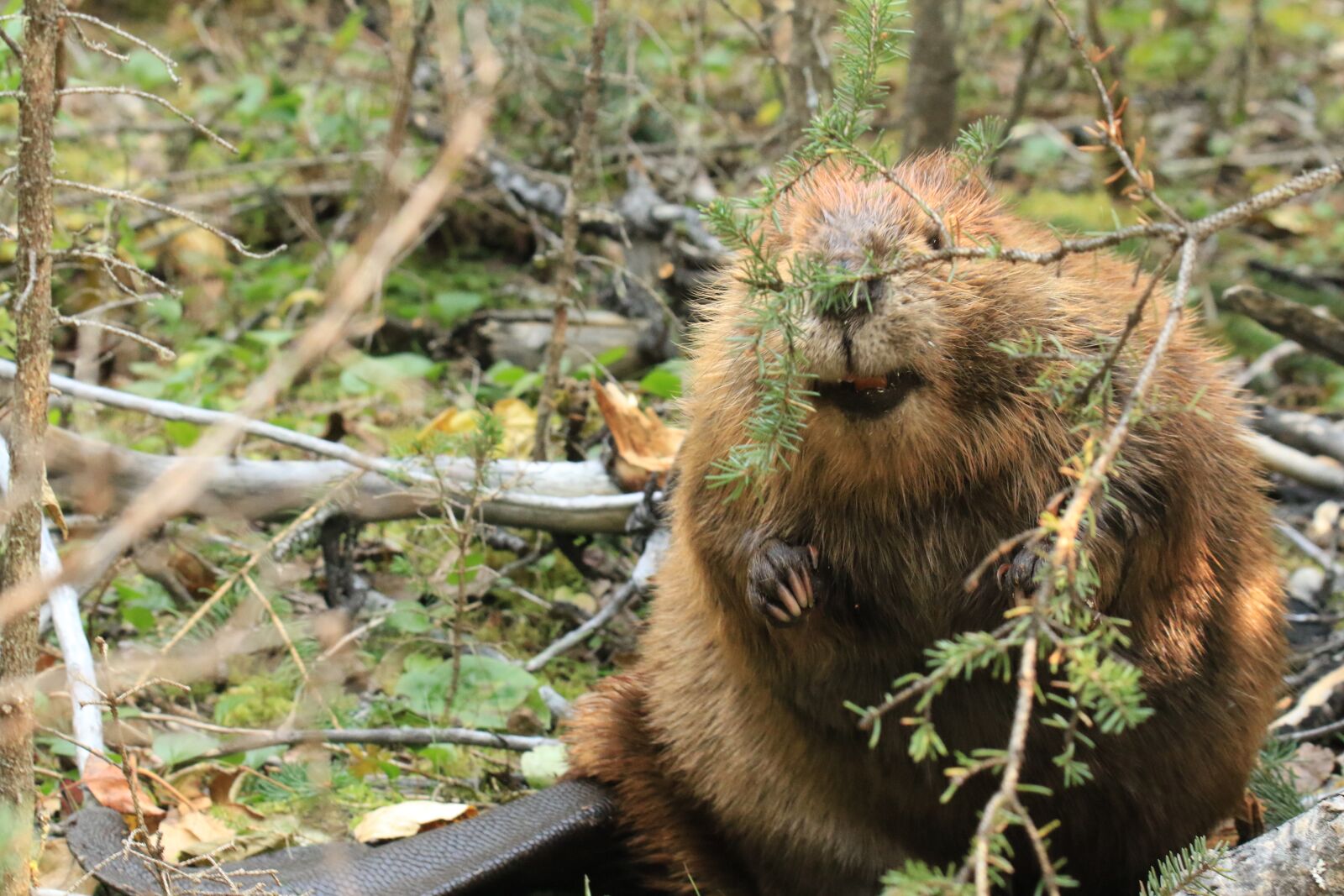 Canon EOS 7D Mark II sample photo. Beaver, forest, nature photography