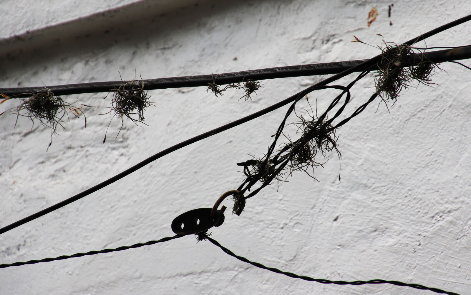 Canon EOS 7D Mark II sample photo. Electric, grow, moss, natural photography